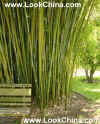 Bamboo2.jpg (59694 bytes)